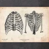 Codex Anatomicus Skull & Skeleton^Rib cage print II