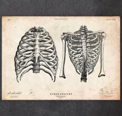 Codex Anatomicus Skull & Skeleton^Rib cage print II