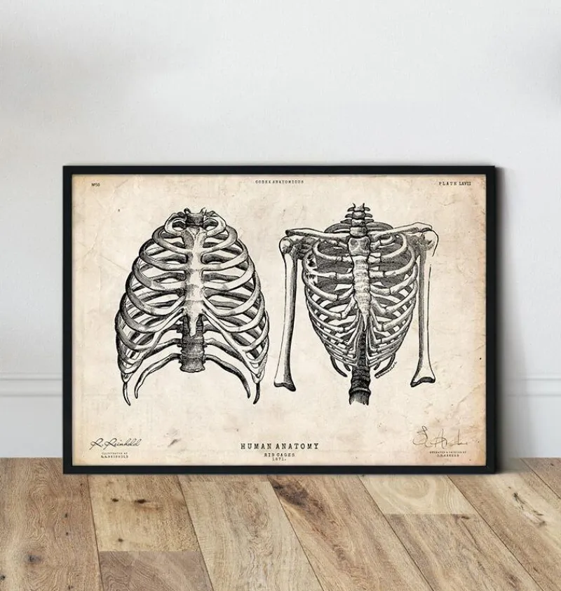 Codex Anatomicus Skull & Skeleton^Rib cage print II