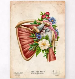 Codex Anatomicus Skull & Skeleton^Rotator cuff tear - Floral - Vintage