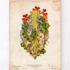 Codex Anatomicus Skull & Skeleton^Sacral nerves - Floral - Vintage