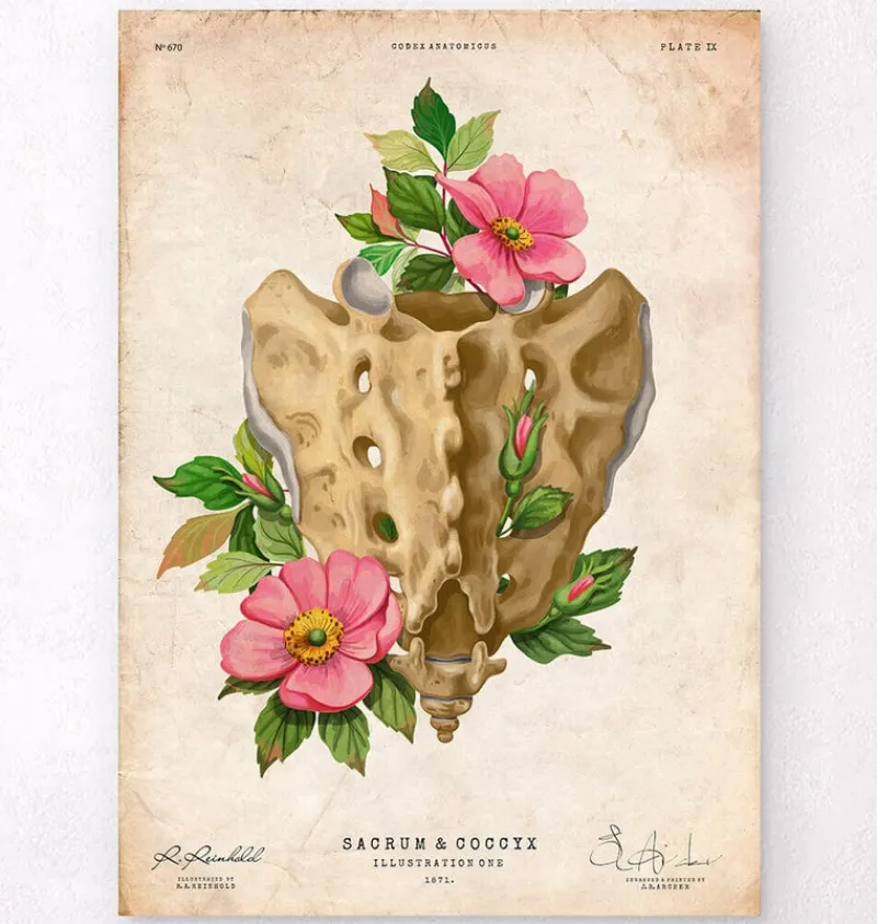 Codex Anatomicus Skull & Skeleton^Sacrum and Coccyx - Floral - Vintage