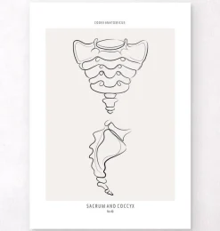 Codex Anatomicus Skull & Skeleton^Sacrum and Coccyx - Line Art