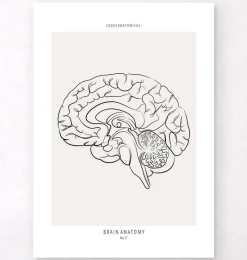 Codex Anatomicus Brain Anatomy^Sagittal Brain - Line Art