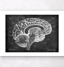 Codex Anatomicus Brain Anatomy^Sagittal brain anatomy - Chalkboard