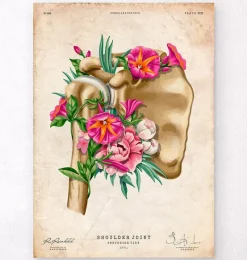 Codex Anatomicus Skull & Skeleton^Shoulder anatomy - Floral - Vintage