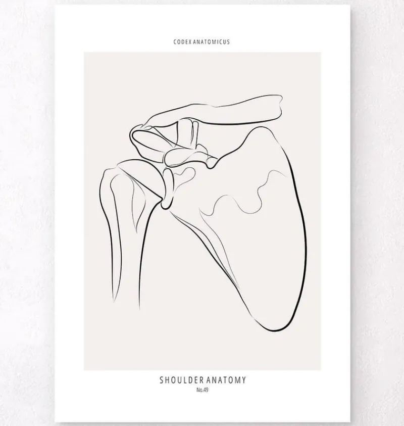 Codex Anatomicus Skull & Skeleton^Shoulder anatomy - Line Art