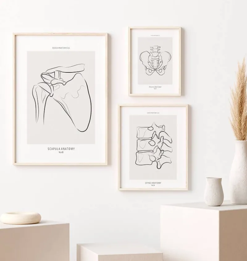 Codex Anatomicus Skull & Skeleton^Shoulder anatomy - Line Art