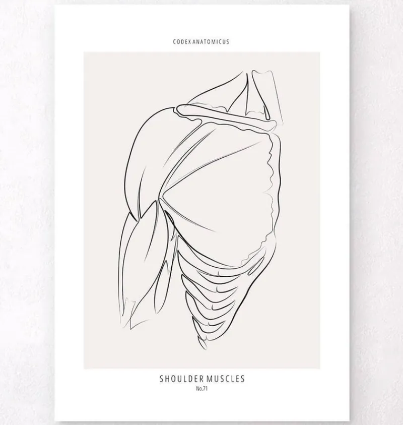 Codex Anatomicus Skull & Skeleton^Shoulder muscles anatomy - Line Art