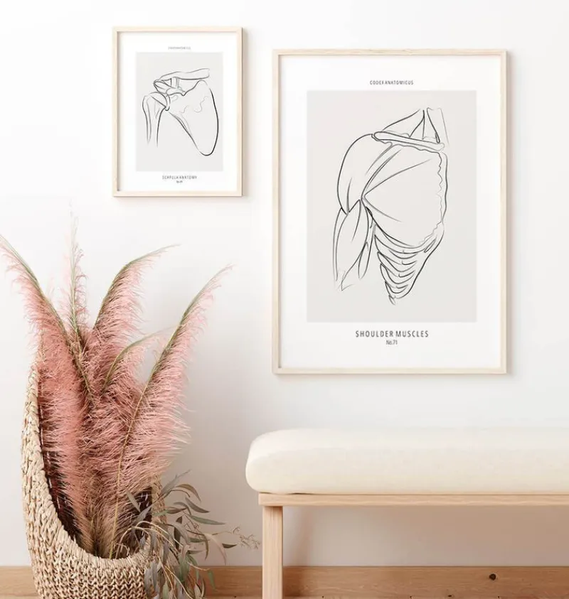 Codex Anatomicus Skull & Skeleton^Shoulder muscles anatomy - Line Art