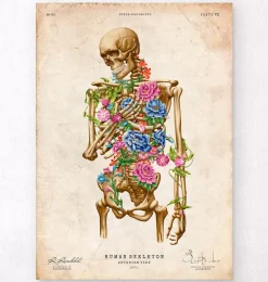 Codex Anatomicus Skull & Skeleton^Skeleton anatomy II - Floral - Vintage
