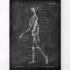 Codex Anatomicus Skull & Skeleton^Skeleton chart - Chalkboard