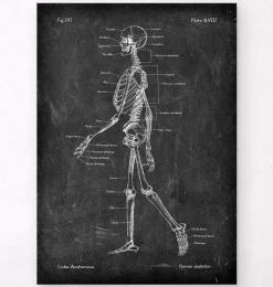 Codex Anatomicus Skull & Skeleton^Skeleton chart - Chalkboard
