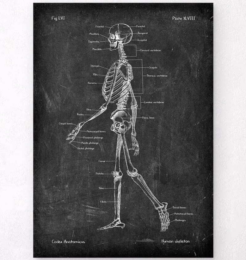 Codex Anatomicus Skull & Skeleton^Skeleton chart - Chalkboard