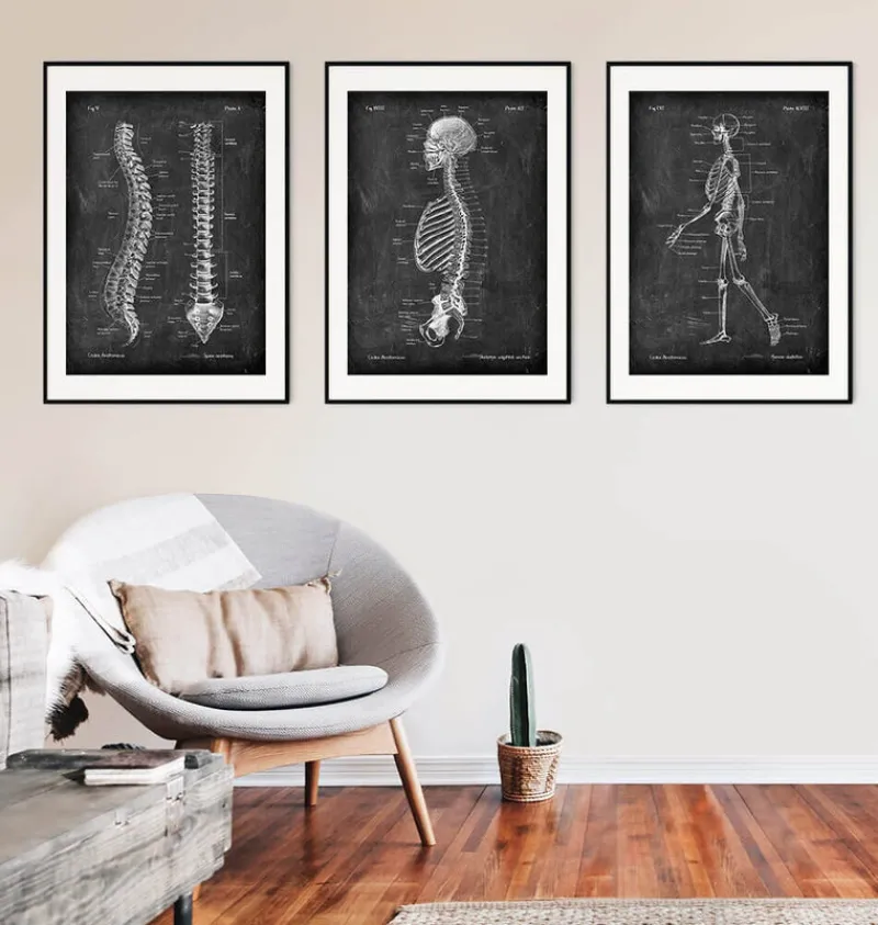 Codex Anatomicus Skull & Skeleton^Skeleton chart - Chalkboard