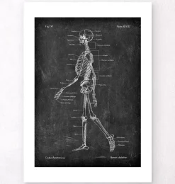 Codex Anatomicus Skull & Skeleton^Skeleton chart - Chalkboard