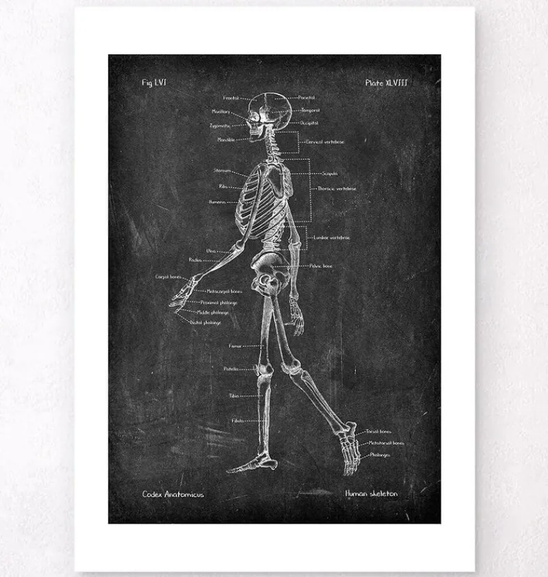 Codex Anatomicus Skull & Skeleton^Skeleton chart - Chalkboard