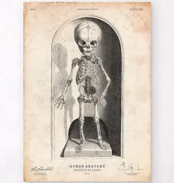 Codex Anatomicus Skull & Skeleton^Skeleton of a baby anatomy print