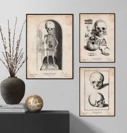 Codex Anatomicus Skull & Skeleton^Skeleton of a baby anatomy print