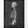 Codex Anatomicus Skull & Skeleton^Skeleton sagittal view - Chalkboard