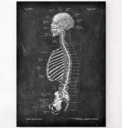 Codex Anatomicus Skull & Skeleton^Skeleton sagittal view - Chalkboard