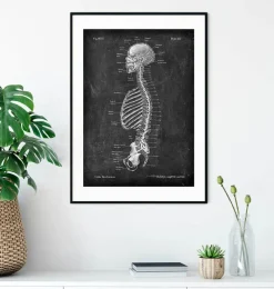 Codex Anatomicus Skull & Skeleton^Skeleton sagittal view - Chalkboard