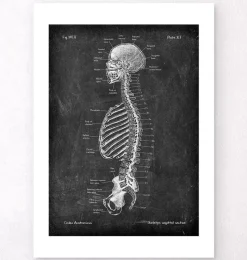 Codex Anatomicus Skull & Skeleton^Skeleton sagittal view - Chalkboard
