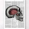 Codex Anatomicus Skull & Skeleton^Skull anatomy - Dictionary page