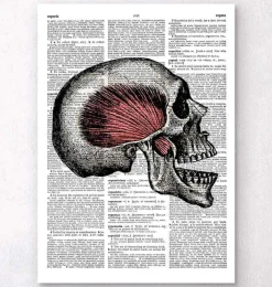 Codex Anatomicus Skull & Skeleton^Skull anatomy - Dictionary page