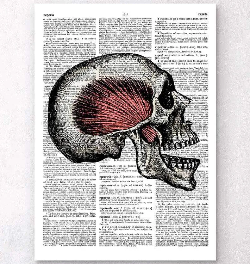 Codex Anatomicus Skull & Skeleton^Skull anatomy - Dictionary page