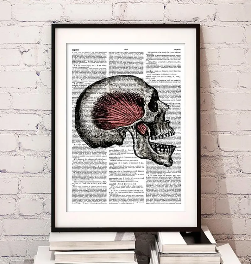Codex Anatomicus Skull & Skeleton^Skull anatomy - Dictionary page