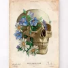 Codex Anatomicus Skull & Skeleton^Skull anatomy - Floral - Vintage