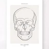 Codex Anatomicus Skull & Skeleton^Skull anatomy - Line Art