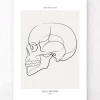 Codex Anatomicus Skull & Skeleton^Skull side view - Line Art