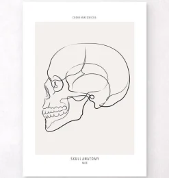 Codex Anatomicus Skull & Skeleton^Skull side view - Line Art