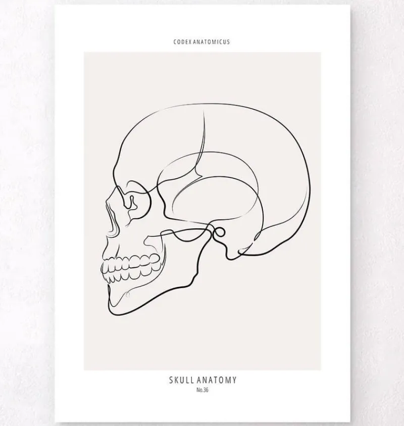 Codex Anatomicus Skull & Skeleton^Skull side view - Line Art