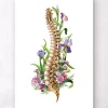 Codex Anatomicus Skull & Skeleton^Spine anatomy - Floral - White