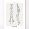 Codex Anatomicus Skull & Skeleton^Spine anatomy - Line Art
