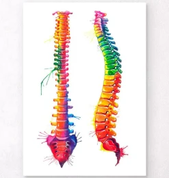 Codex Anatomicus Skull & Skeleton^Spine anatomy - Watercolor splash