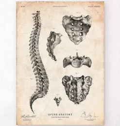 Codex Anatomicus Skull & Skeleton^Spine anatomy art print