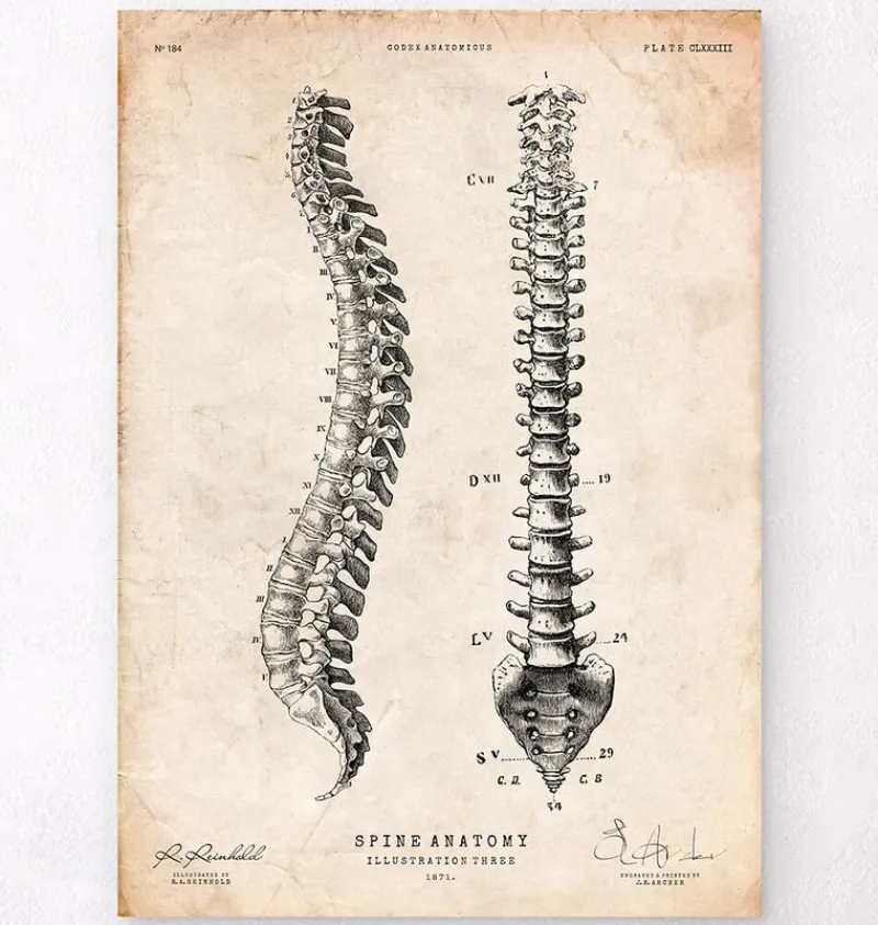 Codex Anatomicus Skull & Skeleton^Spine anatomy chart
