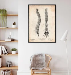 Codex Anatomicus Skull & Skeleton^Spine anatomy chart