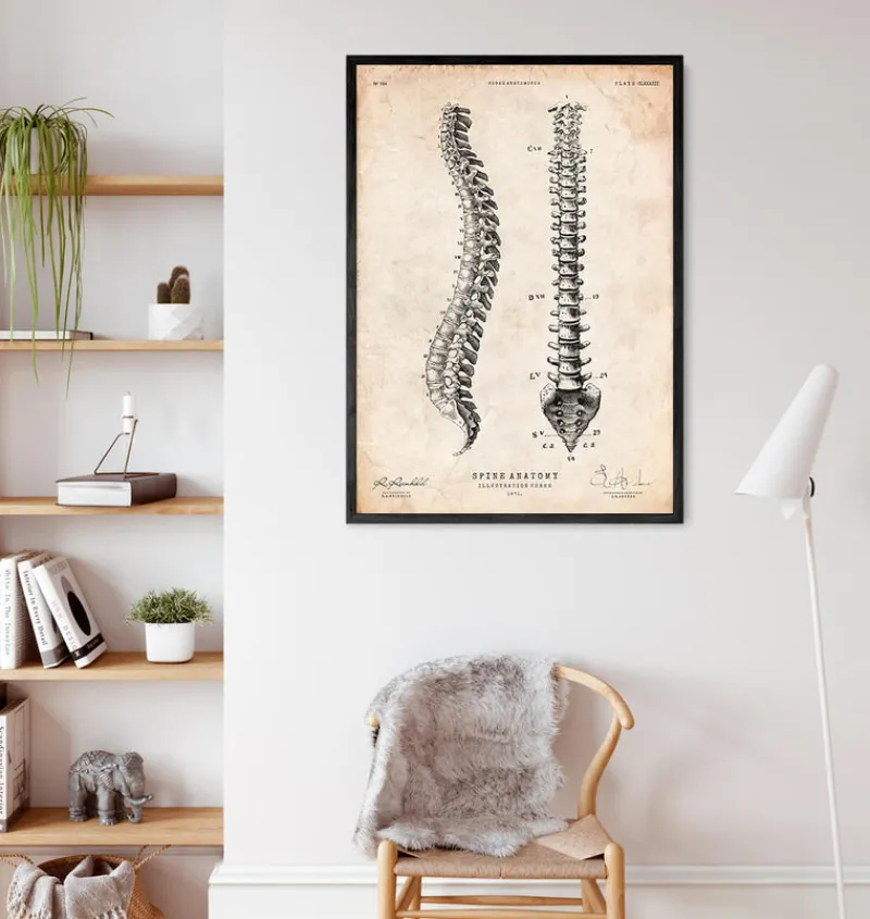 Codex Anatomicus Skull & Skeleton^Spine anatomy chart