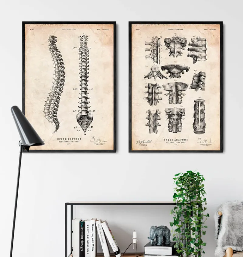 Codex Anatomicus Skull & Skeleton^Spine anatomy chart