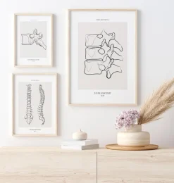 Codex Anatomicus Skull & Skeleton^Spine anatomy II - Line Art