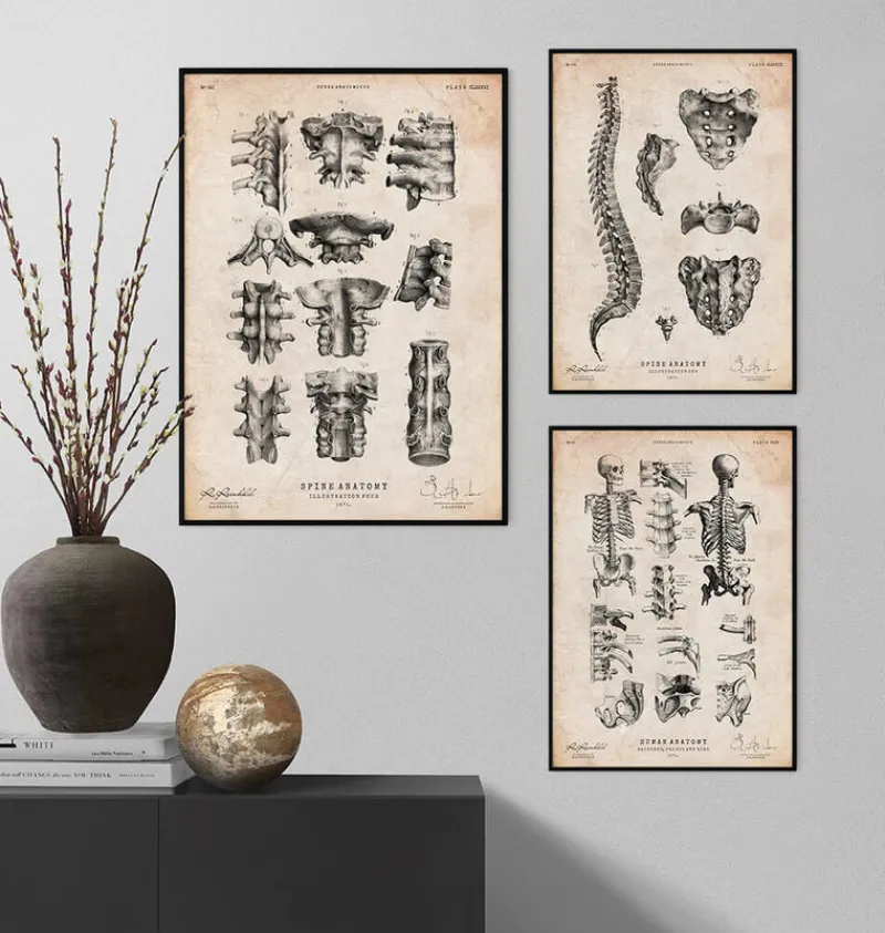 Codex Anatomicus Skull & Skeleton^Spine anatomy poster