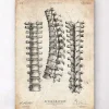 Codex Anatomicus Skull & Skeleton^Spine anatomy print