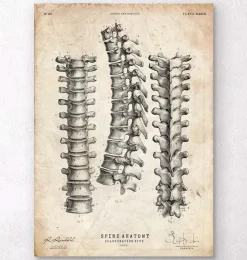 Codex Anatomicus Skull & Skeleton^Spine anatomy print