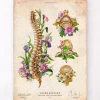 Codex Anatomicus Skull & Skeleton^Spine chart - Floral - Vintage