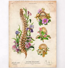 Codex Anatomicus Skull & Skeleton^Spine chart - Floral - Vintage